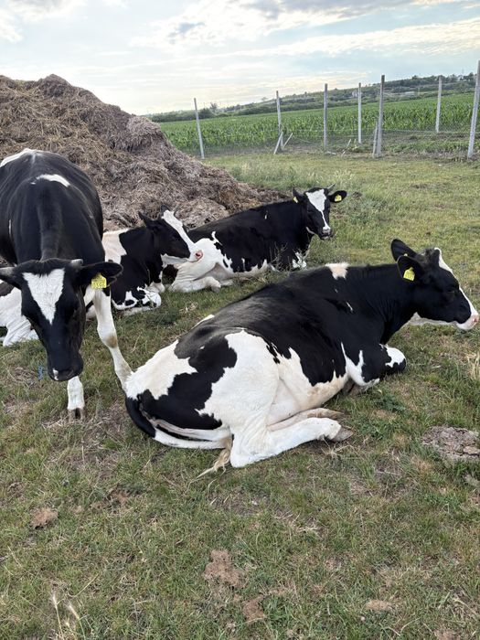 Juninci holstein cu pedigree