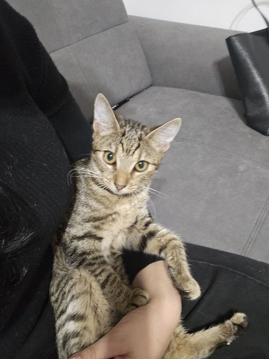 ADOPTIE!!  Fetita in vârsta de 6 luni