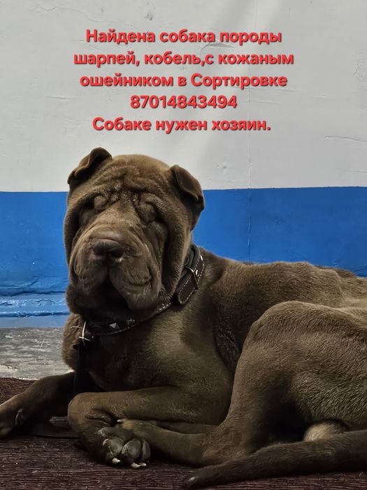 Собака породы шарпей