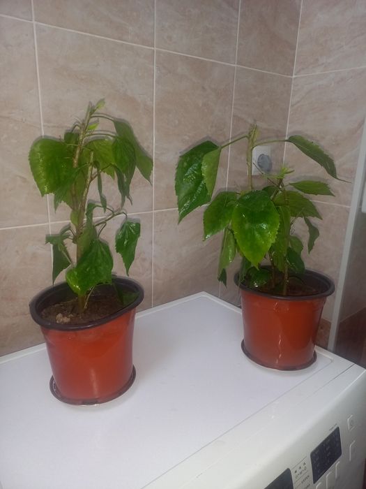 Комнатние растение