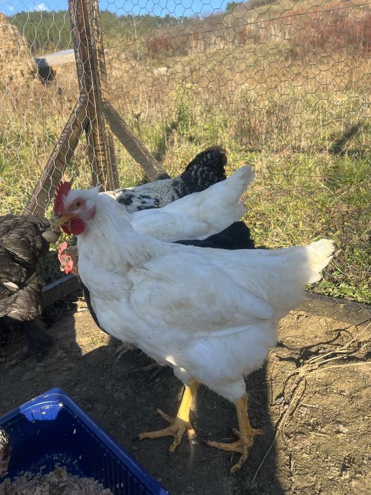 Vând cocoș tânăr