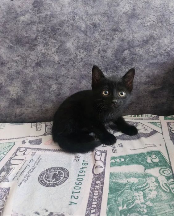 Котята ласковые.
