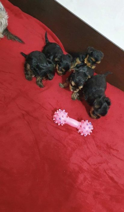 Мини йоркширски териер