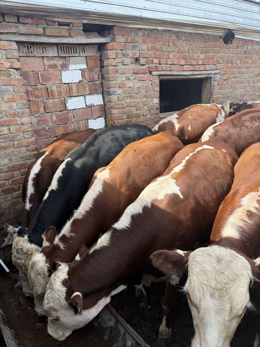 Продам быков акбас