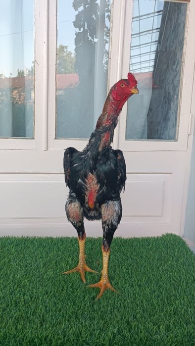Dakan xoroz sotiladi