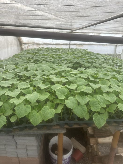 Rasaduri calitatea1 (priducator local)