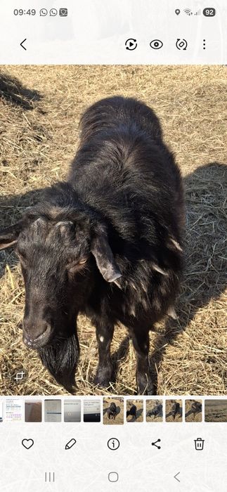 Продам козла на племя