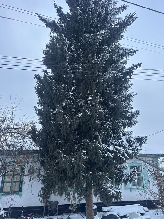 Ель. Продам срочно