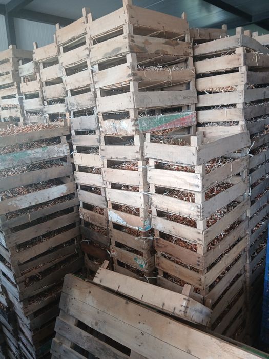 Арпаджик лясковски