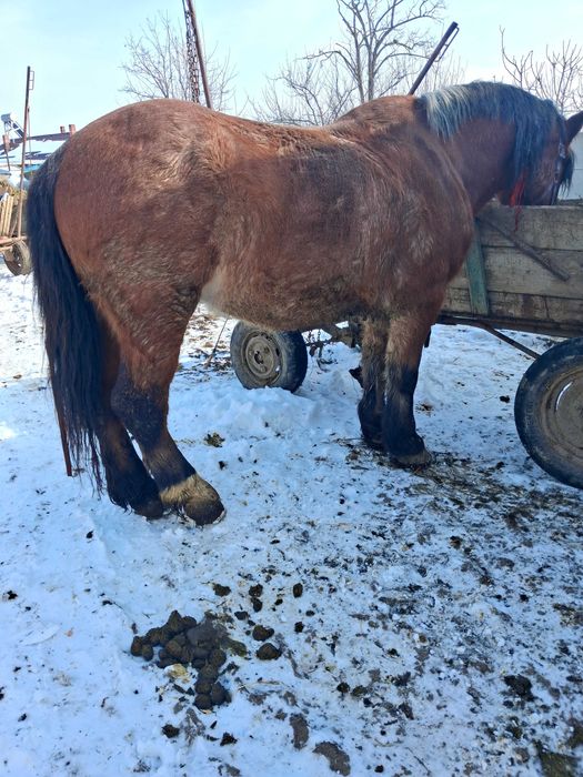 Cal castrat de vânzare