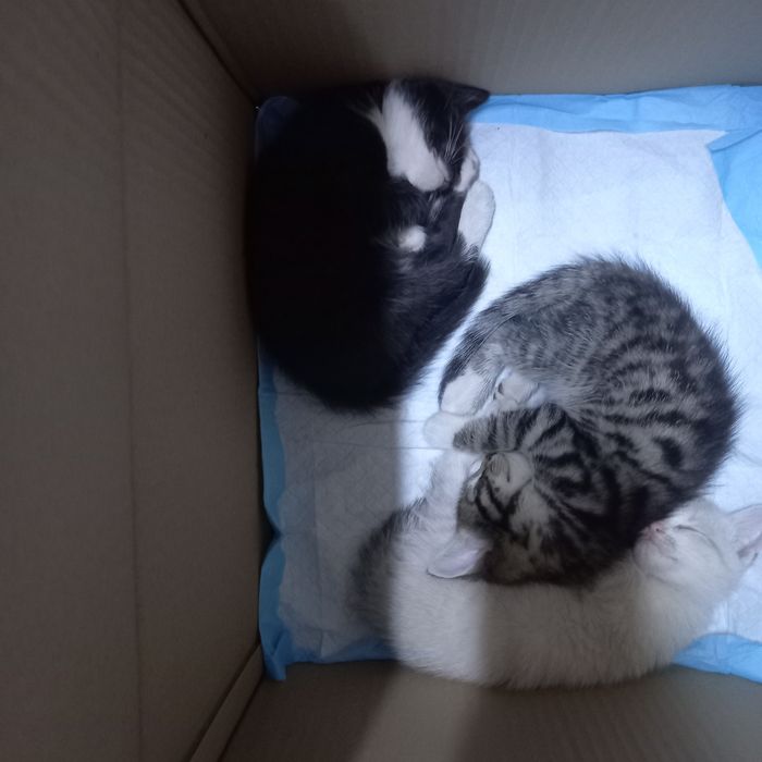 Котята  бесплатно.