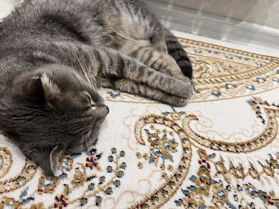 Кот для вязки