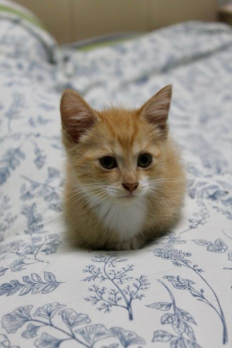 Котенок бесплатно
