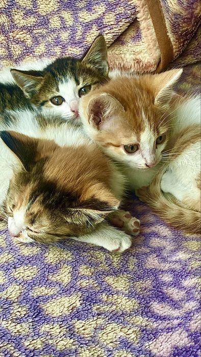 Котята в добрые руки .