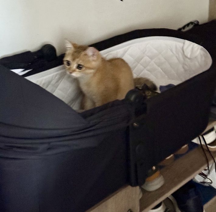 Котенок золотая шиншилла