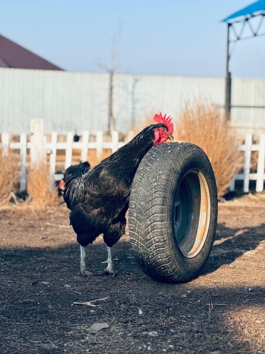 Сатылады,продаётся