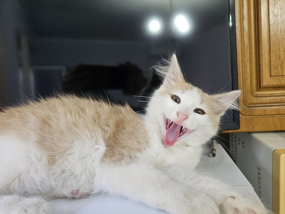 Котенок  мальчик)))