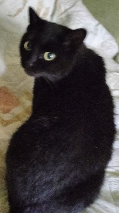 Стериллизованная привитая девочка