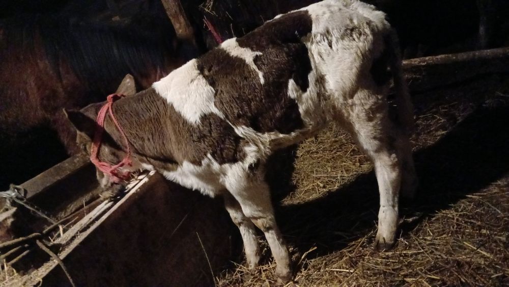 Vând vițea de 3 săptămâni
