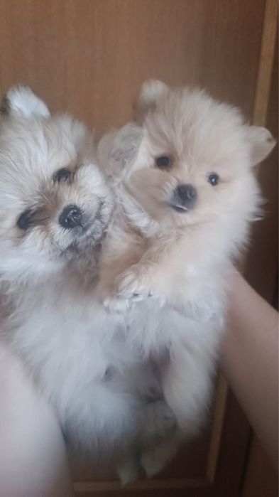 Продам щенков породы: Шпиц