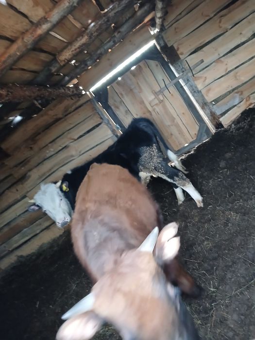 Продам быков, два головы.