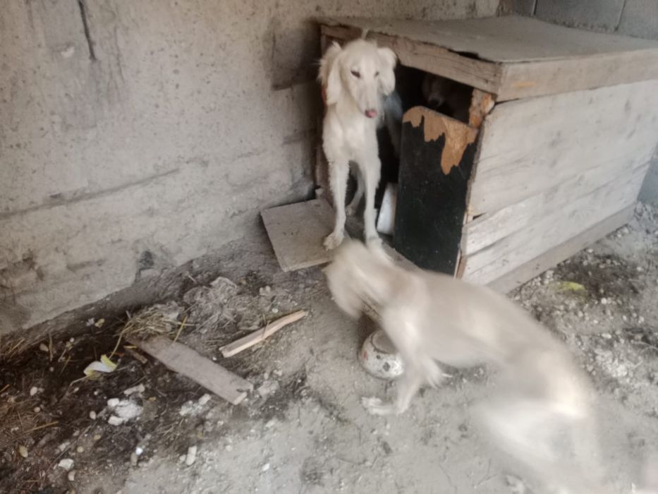 Чистокровные тазы
