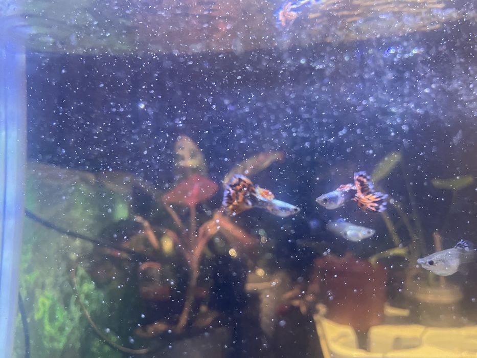 Гуппи дамбо мазайка