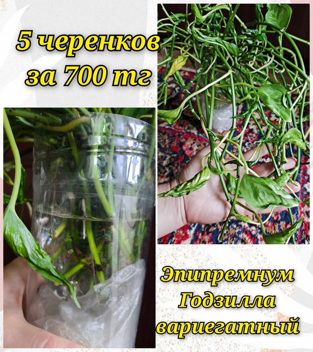 Филодендроны, эпипремнум, кринум