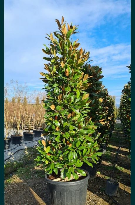 Plante ornamentale de gradina