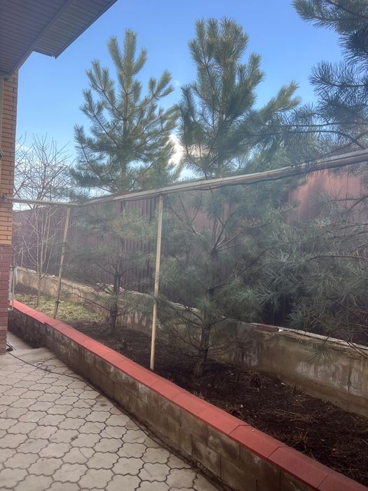 Сосна крымская,5-6 метров