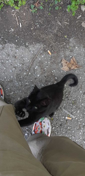 Мила и гушкаща  женска черна котка!