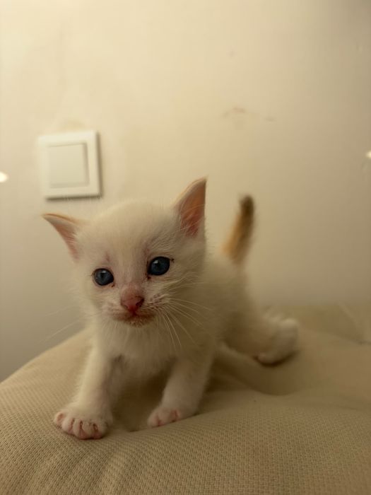 Отдаем котят в добрые руки