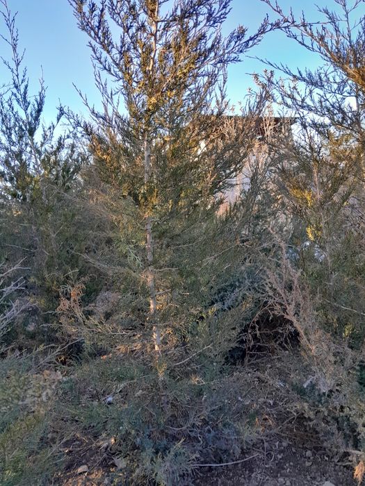 Продам маживельники