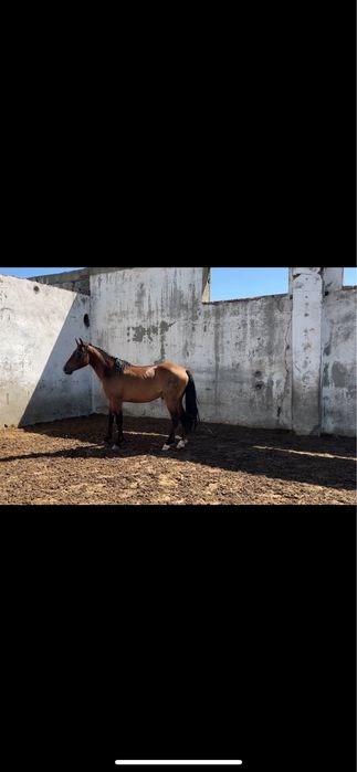 Айғыр Айгыр Жеребец