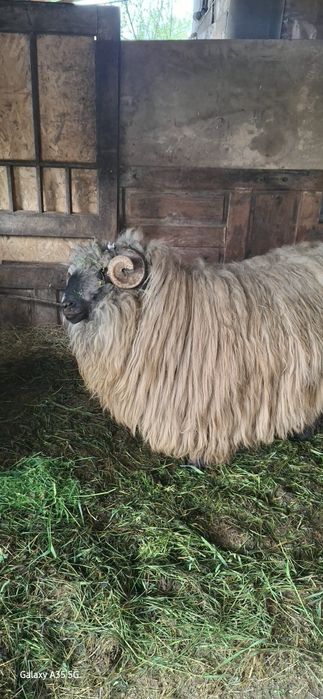 Berbec de vazare, vârsta 3 ani