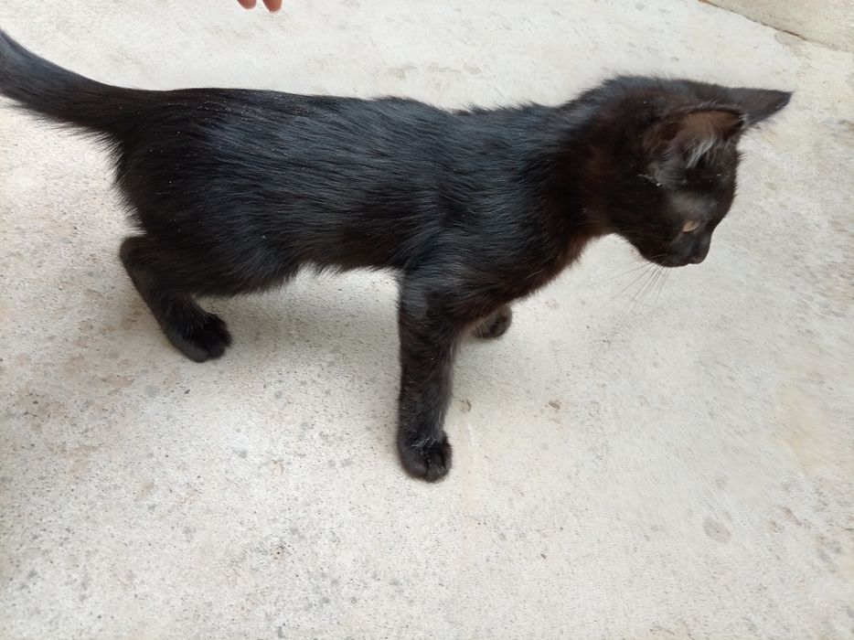 Erkak. Toza uy mushukchalari