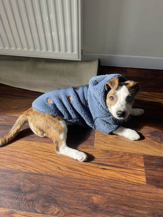 Зимна кучешка дреха