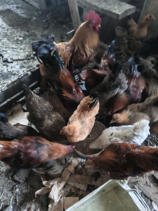 Продам куреи кученских