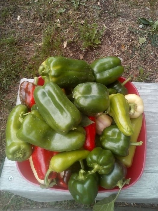 Продам дачу за с.Тарханка