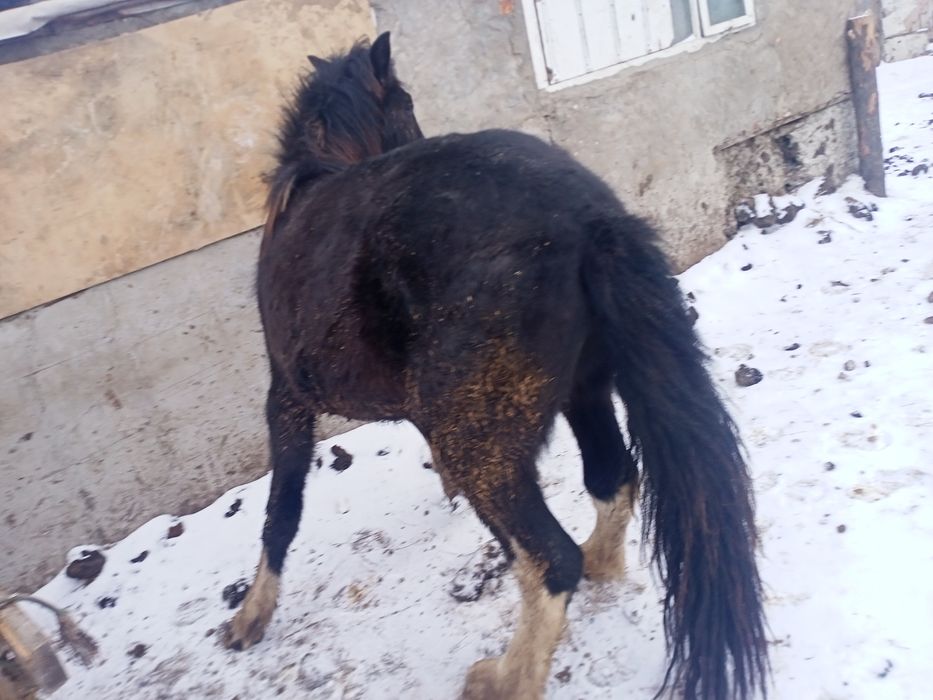 Продам лошадей откорм