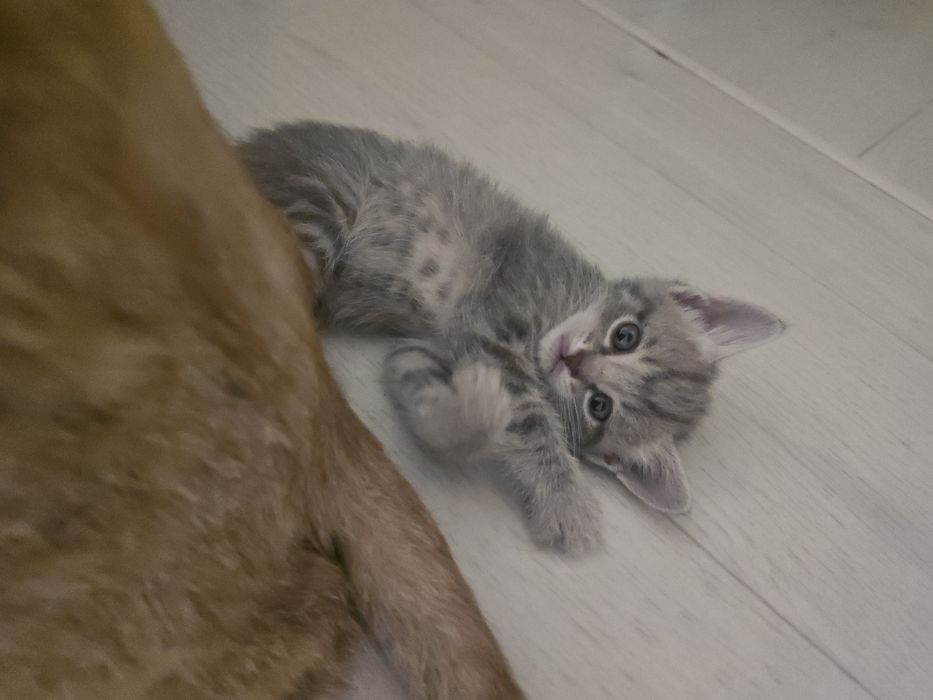 Отдам котят в добрые руки