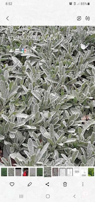 Мурсалски чай разсад