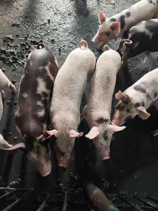Поросята 2,5 месячные