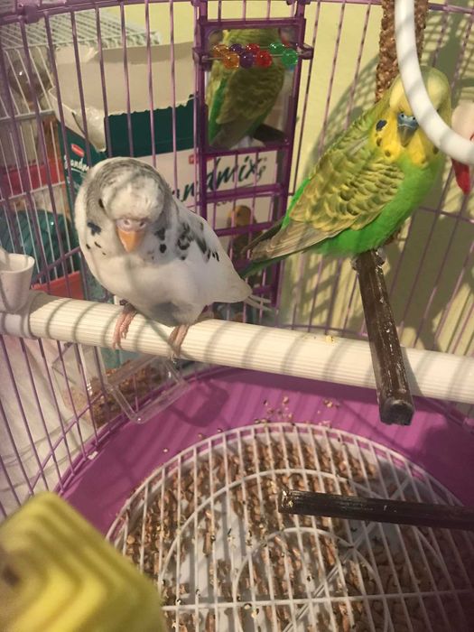 Vând peruși ::  femele și masculii