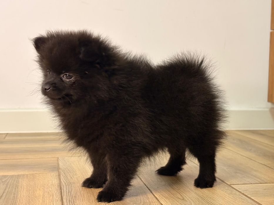 Vand fetita pomeranian