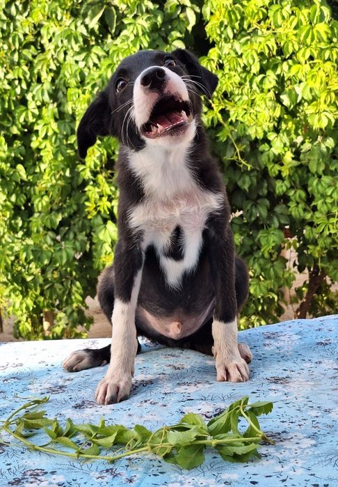 Подарите малышу семью