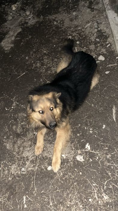 Продам немецкий овчарка