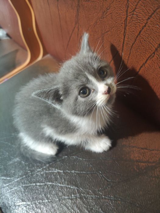 Милый котёнок (мальчик)