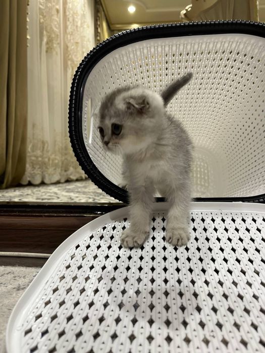 Scottish Fold Serebristaya Shinshilla