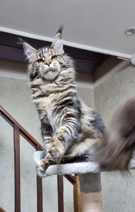 Maine coon superb